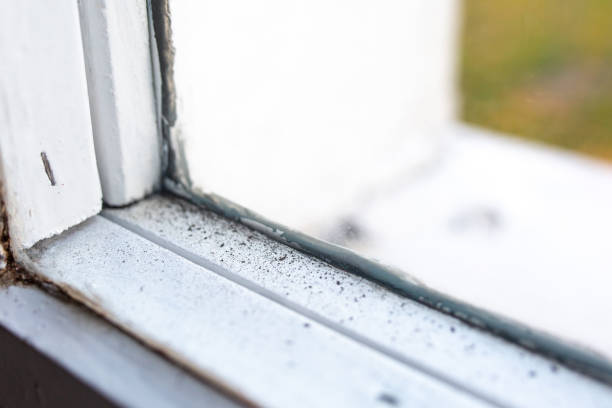 Anoka, MN Mold Removal Company