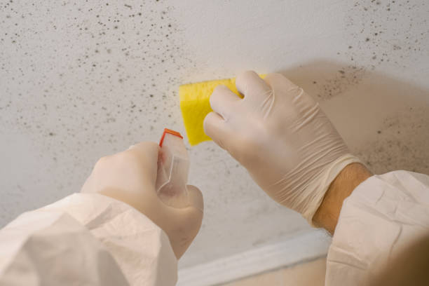 Best Mold Remediation for Healthcare Facilities  in Anoka, MN