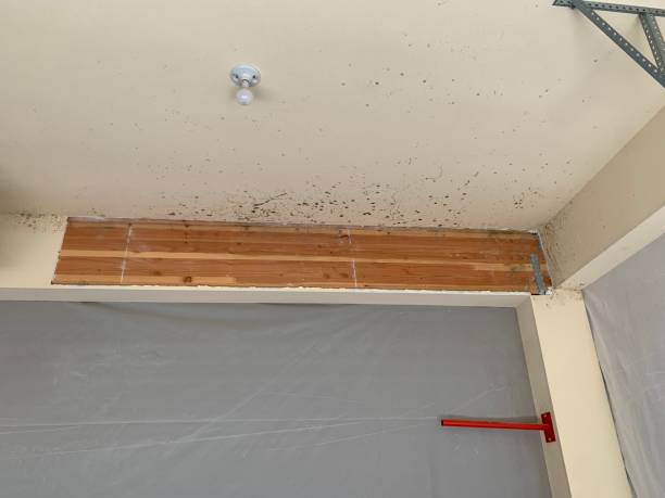 Best Forensic Mold Investigation  in Anoka, MN