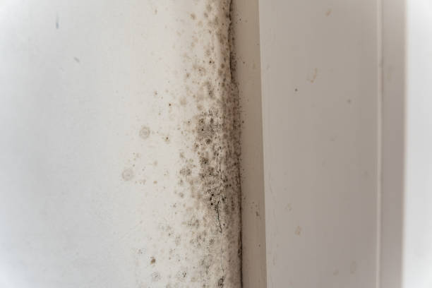 Best Airborne Mold Testing  in Anoka, MN