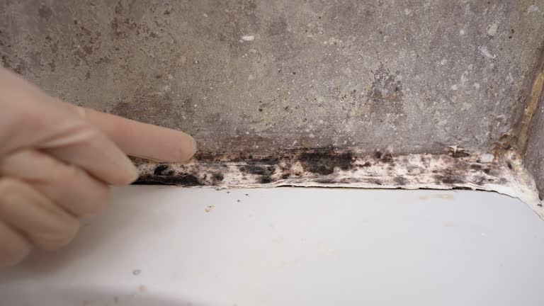 Best Residential Mold Inspection & Testing  in Anoka, MN