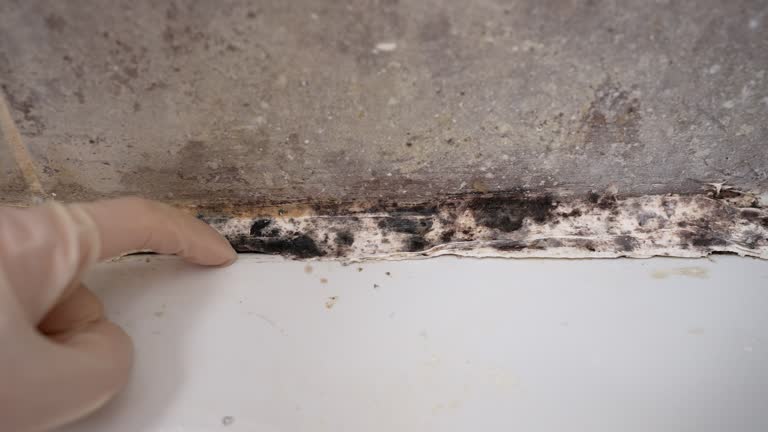 Mold Documentation for Insurance Claims in Anoka, MN